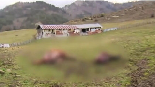 Σαμαρίνα: Άφωνος ο ιδιοκτήτης από την κτηνωδία με τα σφαγιασμένα άλογα (vid)