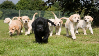 Έρχεται στη Θεσσαλονίκη το μεγάλο διεθνές φεστιβάλ για... σκυλιά!