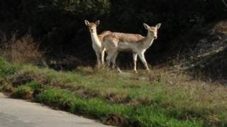 Δύο ζαρκάδια εξέπληξαν τους περαστικούς στο Σέιχ Σου!