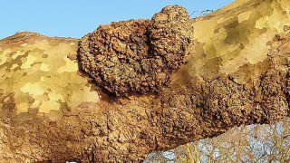 Ceratocystis platani: Ποιος είναι ο μύκητας που αφανίζει χιλιάδες πλατάνια