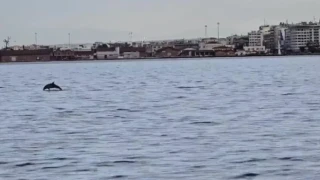 Θεσσαλονίκη: Πρωινές... βόλτες για δελφίνια στον Θερμαϊκό (vid)