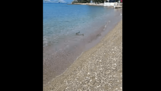 Σοκ στην Πάτρα: Μεγάλο φίδι κολυμπούσε δίπλα σε λουόμενους!