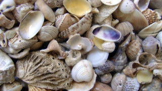 Θεσσαλονίκη: Κατασχέθηκαν 29 κιλά όστρακα από τη Μηχανιώνα