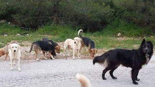 Λιτόχωρο: Επίθεση αγέλης αδέσποτων σκύλων σε τουρίστρια