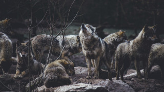 Παρίσι: Λύκοι επιτέθηκαν σε 37χρονη ενώ έκανε τζόκινγκ!