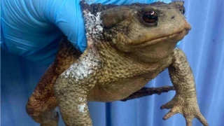 Εύβοια: Φρύνος «Bufo bufo» επέζησε από τη φωτιά