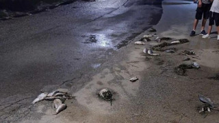 Ανησυχία στον Βόλο: Γέμισε νεκρά ψάρια η παραλία