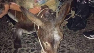 Σαντορίνη: Γαϊδουράκι κατέρρευσε υπό το βάρος φορτίου