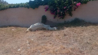 Σαντορίνη: Άφησαν άλογο να πεθάνει δεμένο