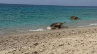 Μακάβριο θέαμα: Νεκρές αγελάδες ξεβράζονται σε παραλίες της Λευκάδας!