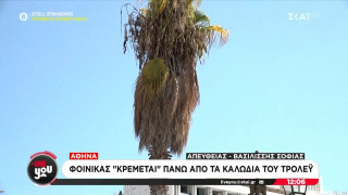 Αθήνα: Φοίνικας «κρέμεται» επικίνδυνα πάνω από καλώδια του τρόλεϊ