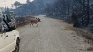 Το τρομαγμένο ελάφι στα αποκαΐδια της Νότιας Ρόδου