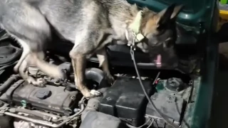 Σέρρες: Η μύτη της Roxy «τσίμπησε» δυο άτομα για μεταφορά ηρωίνης