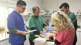 Δεν άντεξε ο σκύλος που βρέθηκε μαχαιρωμένος από 47χρονο σε κάδο απορριμμάτων