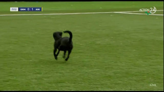 Κουταβάκι μπήκε στον αγωνιστικό χώρο και διέκοψε το ΟΦΗ-ΑΕΚ