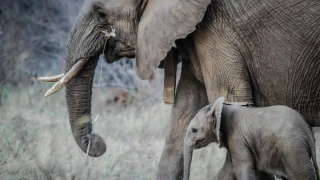 Ταϊλάνδη: Ελέφαντας «σούβλισε» τουρίστρια με τον χαυλιόδοντα