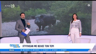 Πάρνηθα: Χτύπησαν με κυνηγετικό τόξο το αγριογούρουνο «Τέρι»