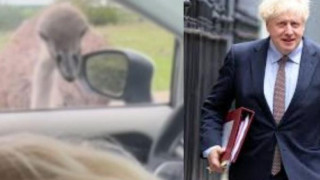 Βρετανία: Ο Μπόρις Τζόνσον δέχθηκε δάγκωμα από στρουθοκάμηλο (vid)