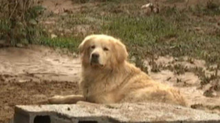 Δεν έφευγε από δίπλα του ο σκύλος τού 77χρονου που πνίγηκε στη Λακωνία