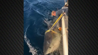 Πού εμφανίστηκε ο μεγαλύτερος λευκός καρχαρίας-Ποιος είναι ο Contender