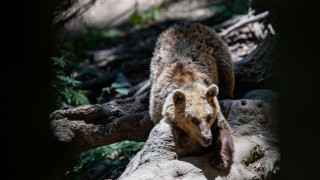 Συναγερμός στην Εορδαία: Καθημερινό πρόβλημα πλέον οι αρκούδες στην περιοχή