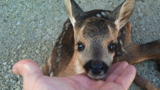 Διέσωσαν ζαρκάδι στην Ξάνθη & το μετέφεραν στη Θεσσαλονίκη (ΦΩΤΟ)