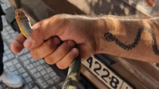 Θεσσαλονίκη: Ποιο είναι το φίδι που βρέθηκε στο κέντρο της Καλαμαριάς