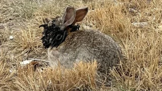 Ανησυχία στις ΗΠΑ από κουνέλια-Φράνκεσταϊν με κέρατα στο κεφάλι