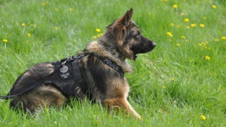 Εκπαιδευμένοι σκύλοι θα ανιχνεύουν παράνομα χαρτονομίσματα