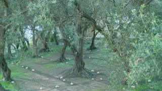 Πικρός... «φραπές»: Πώς θα δικαιολογήσει 2,5 εκατ., επτά ΙΧ και τη Jaguar;