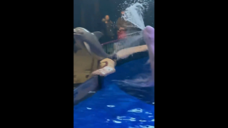 Φάλαινα τιμωρεί άνδρα που άναψε τσιγάρο μπροστά στο ενυδρείο της!