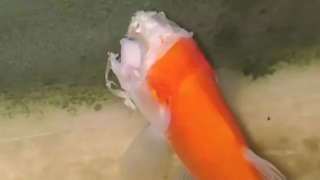 Ακέφαλο χρυσόψαρο κολυμπούσε για δύο εβδομάδες!