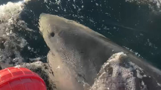 Φλόριντα: Μεγάλος λευκός καρχαρίας πλησιάζει τουριστική ακτή