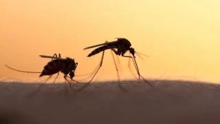 Το φυτό που λειτουργεί ως απωθητικό για τα κουνούπια