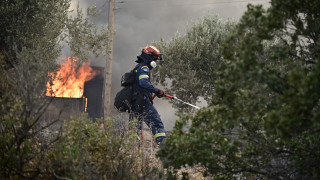 Κουβαράς Αττικής: Ρεπόρτερ της ΕΡΤ έσωσε on air χελώνα από τις φλόγες