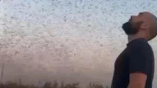 Ρωσία: Εκατομμύρια ακρίδες σκέπασαν τον ουρανό