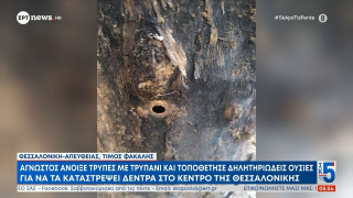 Θεσσαλονίκη: Τρύπησαν και δηλητηρίασαν δέντρα στο κέντρο της πόλης