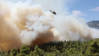 Φωτιά στην Κασσάνδρα: Μεγάλη κινητοποίηση της Πυροσβεστικής