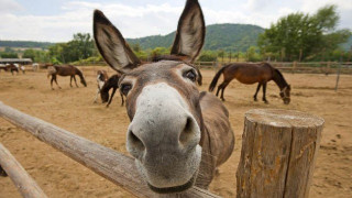 Ξάνθη: Απίστευτη αγγελία πώλησης ενός... γάιδαρου! (ΦΩΤΟ)