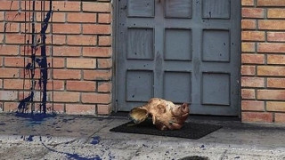 Γουρουνοκεφαλή και ρατσιστικά συνθήματα έξω από το Ελληνοαραβικό Κέντρο (pics)