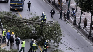 8 δέντρα έπεσαν από την κακοκαιρία στη Θεσσαλονίκη- Ζημιές σε ΙΧ