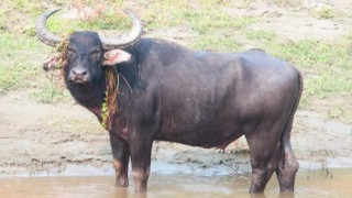 Ινδία: Αεροπλάνο συγκρούστηκε με... βουβάλι!