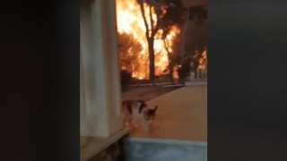 ΒΙΝΤΕΟ - ΣΟΚ: Γύρισε για να σώσει τη γάτα του & τον κύκλωσαν οι φλόγες