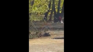 ΒΙΝΤΕΟ - ΣΟΚ: Η διάσωση του 27χρονου από τον χείμαρρο στην Εύβοια