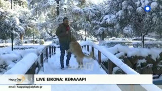 Σκύλος με... «κέφια» παρενοχλεί ρεπόρτερ του «Happy Day»! (ΒΙΝΤΕΟ)