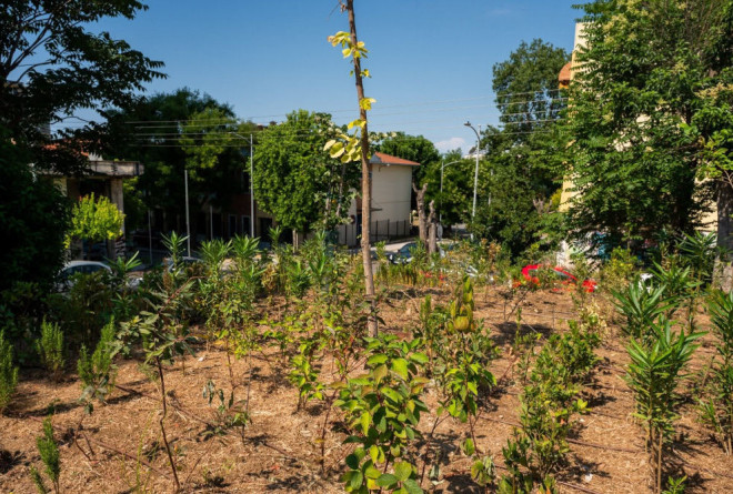 Θεσσαλονίκη: Αυτό είναι το πρώτο Urban Micro Forest στη Βόρεια Ελλάδα