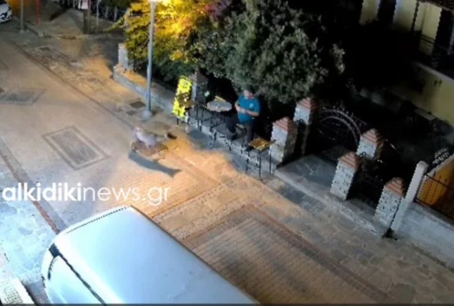 Αναστάτωση στη Νικήτη-Λύκος έκανε... βόλτα μέσα στον οικισμό (vid)