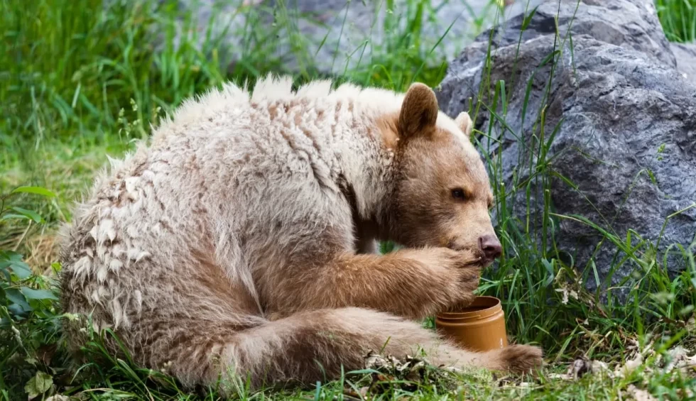 A generic square placeholder image with rounded corners in a figure.