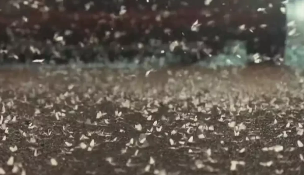 A generic square placeholder image with rounded corners in a figure.