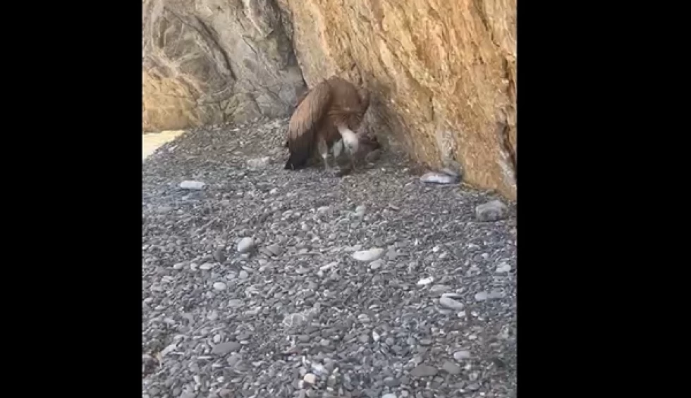 A generic square placeholder image with rounded corners in a figure.